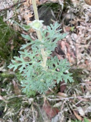 Actinotus helianthi