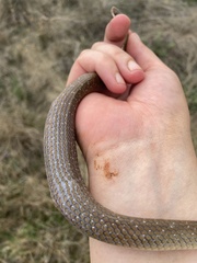 Crotaphopeltis hotamboeia