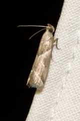 Nyctegretis lineana