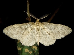 Deileptenia ribeata