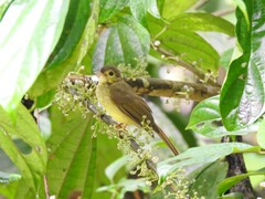 Tricholestes criniger