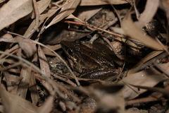 Litoria nasuta