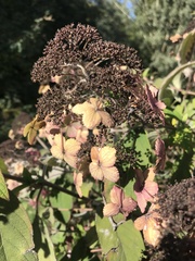 Hydrangea