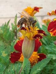 Apis mellifera