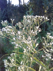 Eupatorium semiserratum