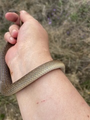 Crotaphopeltis hotamboeia