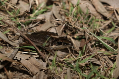 Litoria nasuta