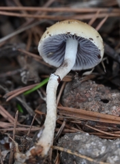 Protostropharia semiglobata