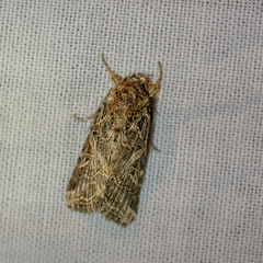 Spodoptera littoralis