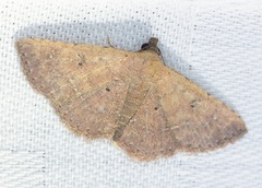 Cerynea punctilinealis