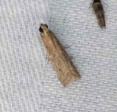 Ectomyelois ceratoniae