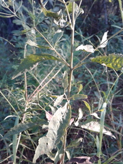 Eupatorium semiserratum