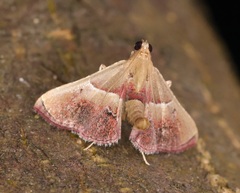 Endotricha repandalis