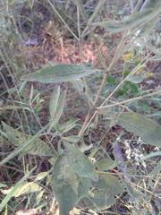 Eupatorium semiserratum