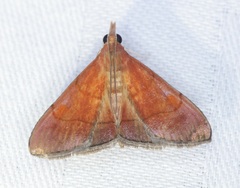 Hemiscopis sanguinea