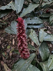 Costus