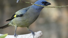 Yellow-Winged Tanager photo 1