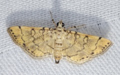 Lamprosema tampiusalis