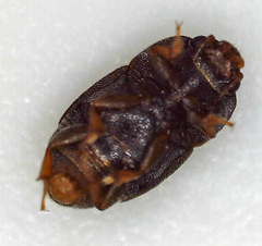 Carpophilus hemipterus