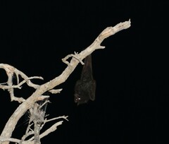 Pteropus alecto