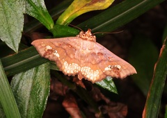 Lopharthrum comprimens