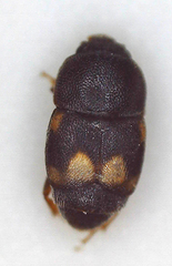 Carpophilus hemipterus