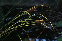 Typha laxmannii