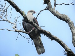 Ducula badia
