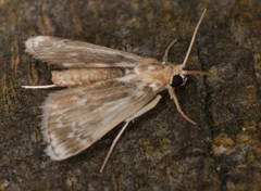 Luma