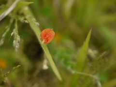 Crotalaria filipes
