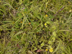 Crotalaria filipes