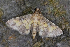 Nacoleia