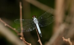 Brachydiplax denticauda