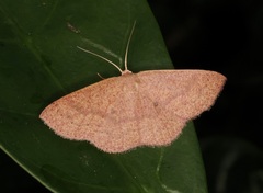 Perixera minorata