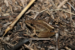 Litoria nasuta