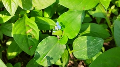 Commelina benghalensis