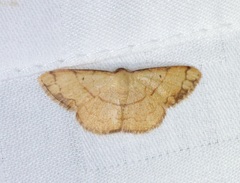 Pylargosceles steganioides