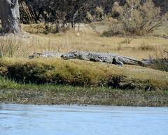 Crocodylus niloticus