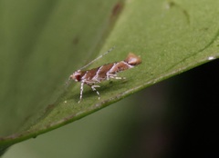 Pyroderces