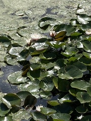 Nymphaea alba