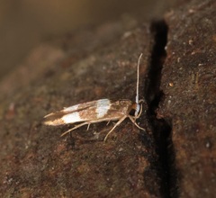 Stathmopoda paradiplaspis