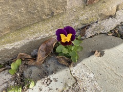 Viola × wittrockiana
