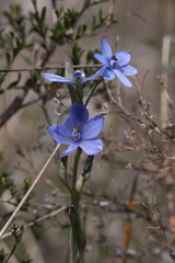 Thelymitra crinita