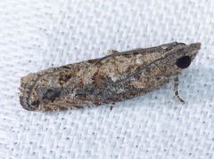 Strepsicrates semicanella