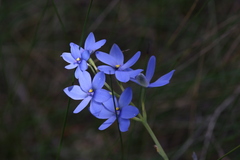 Thelymitra crinita