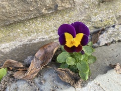 Viola × wittrockiana