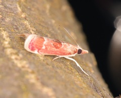 Syntonarcha iriastis