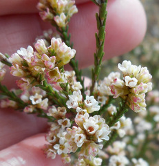 Micromyrtus