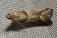 Nyctegretis lineana