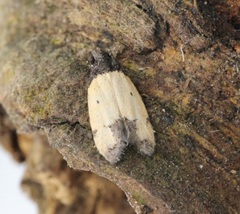 Tyrolimnas anthraconesa